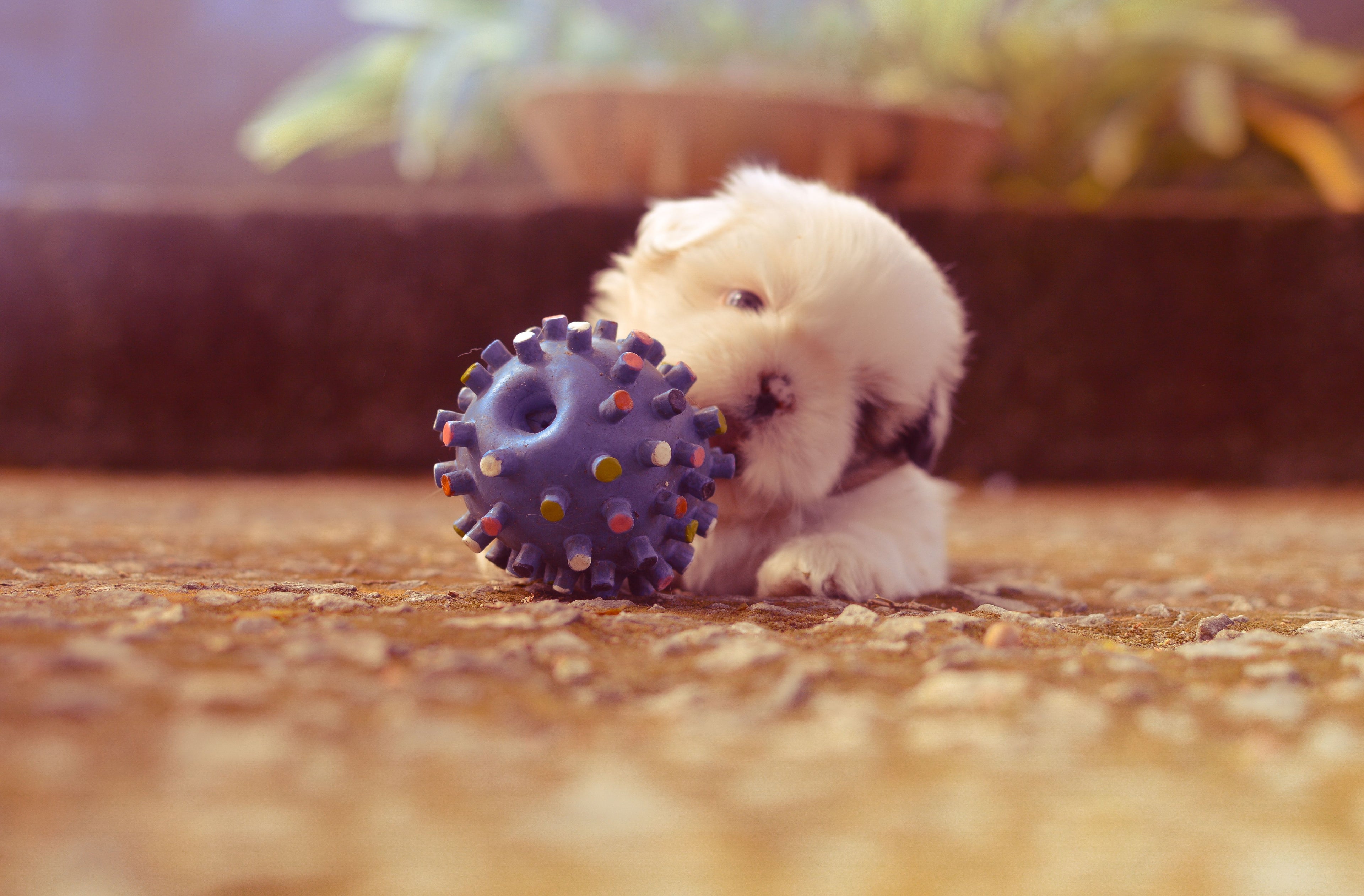Chiot jouant avec une balle