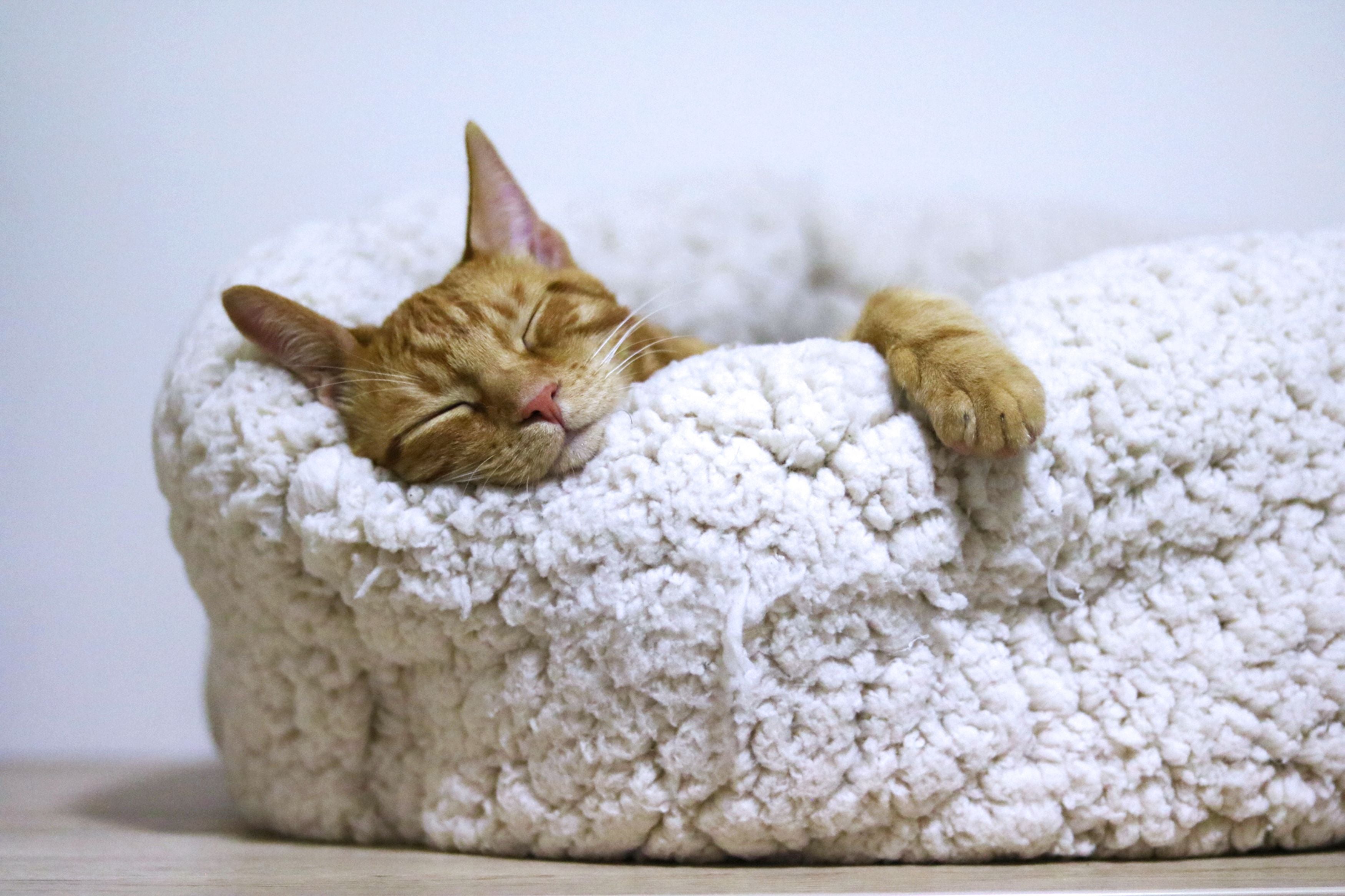 Chat dans un couchage douillet