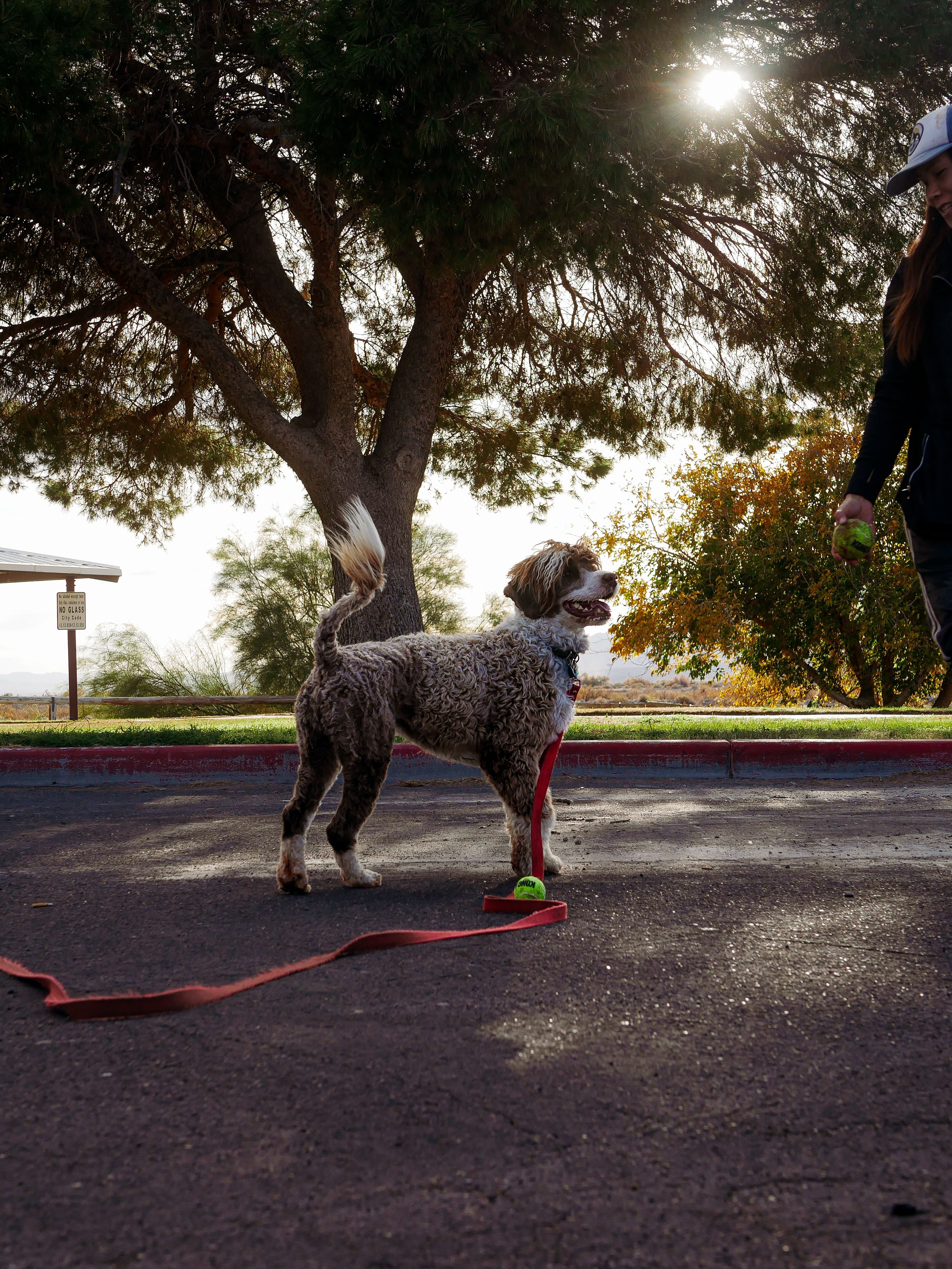 Chien en promenade en laisse