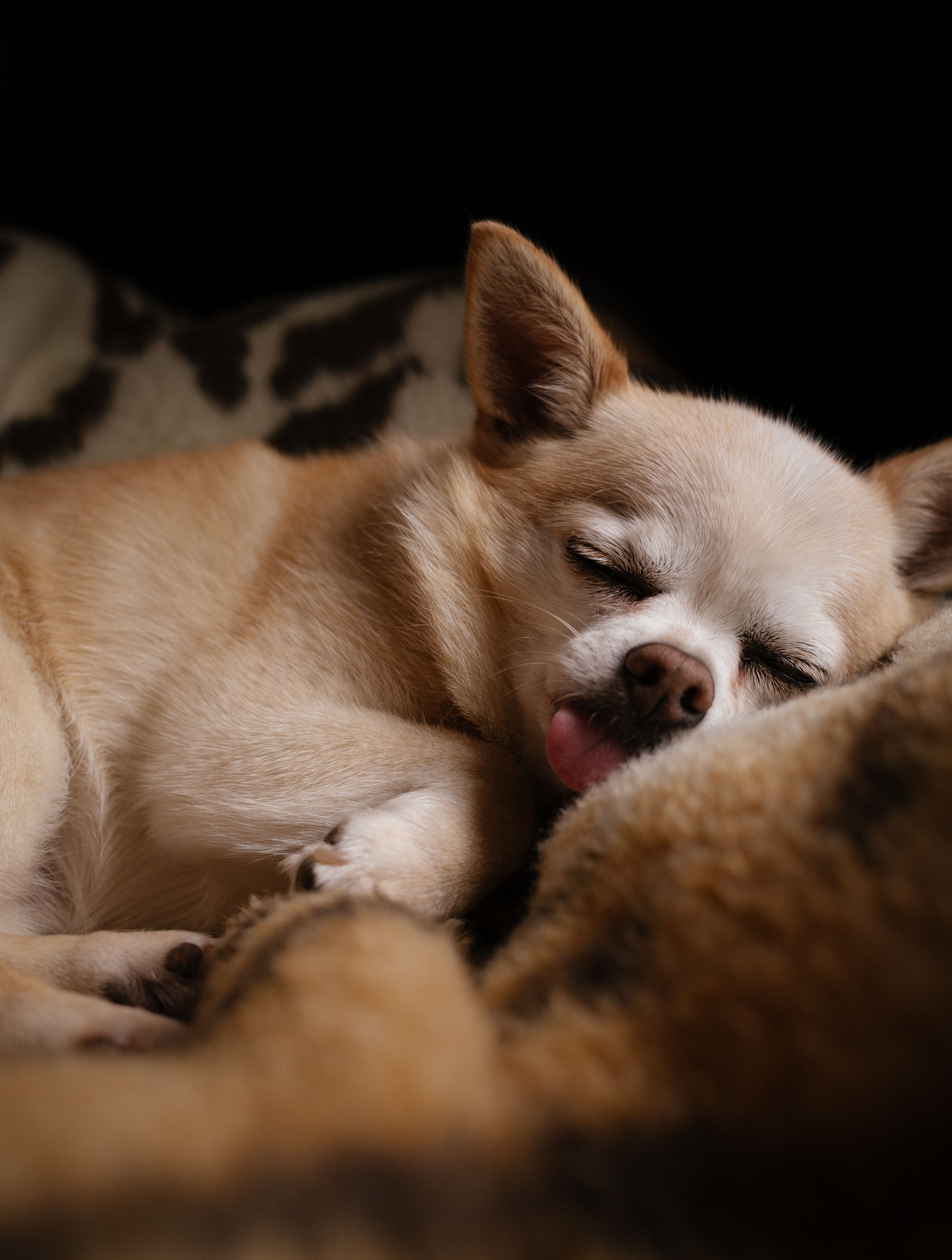 Chiot mignon