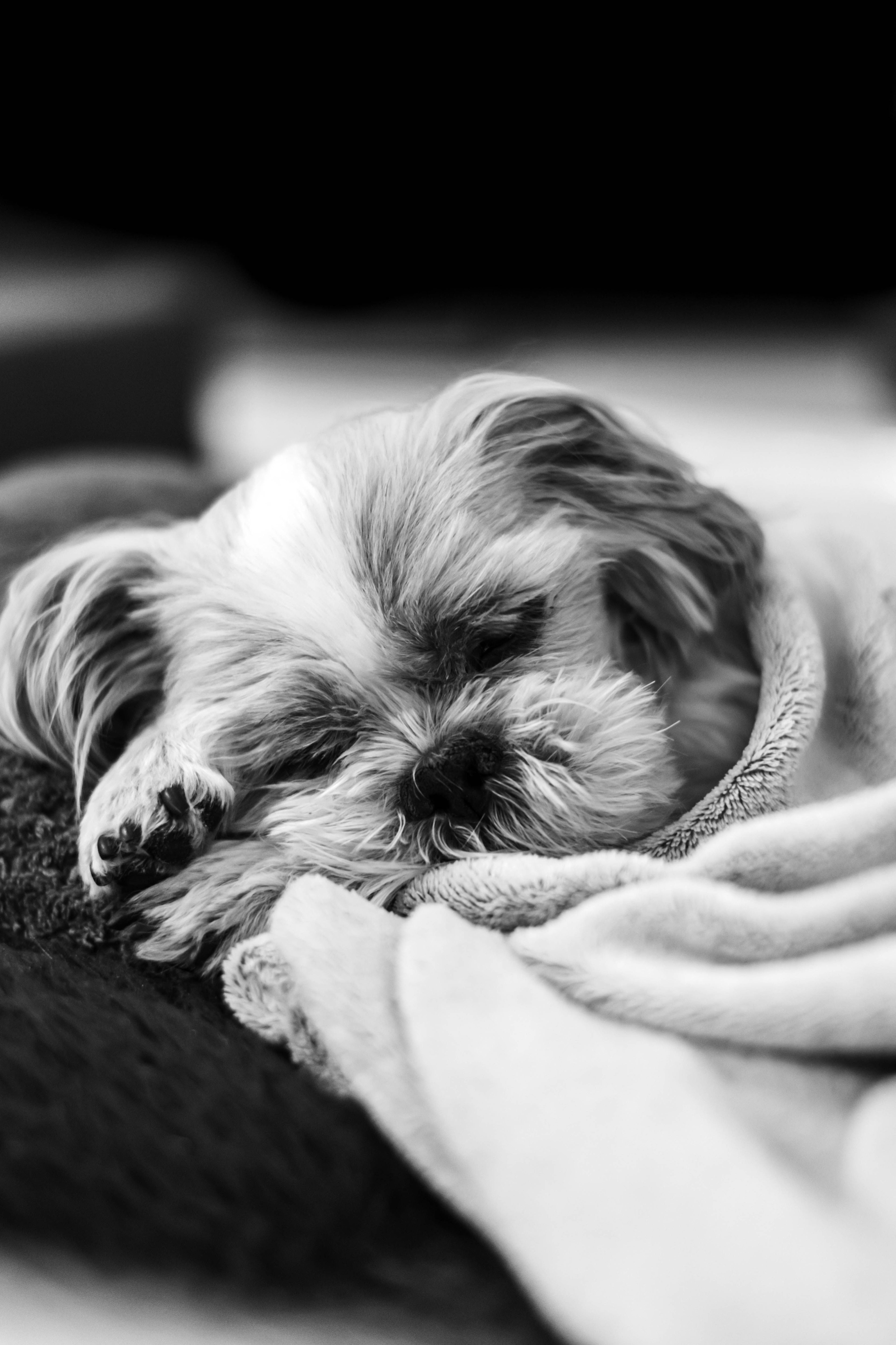 Chien au pelage soigné