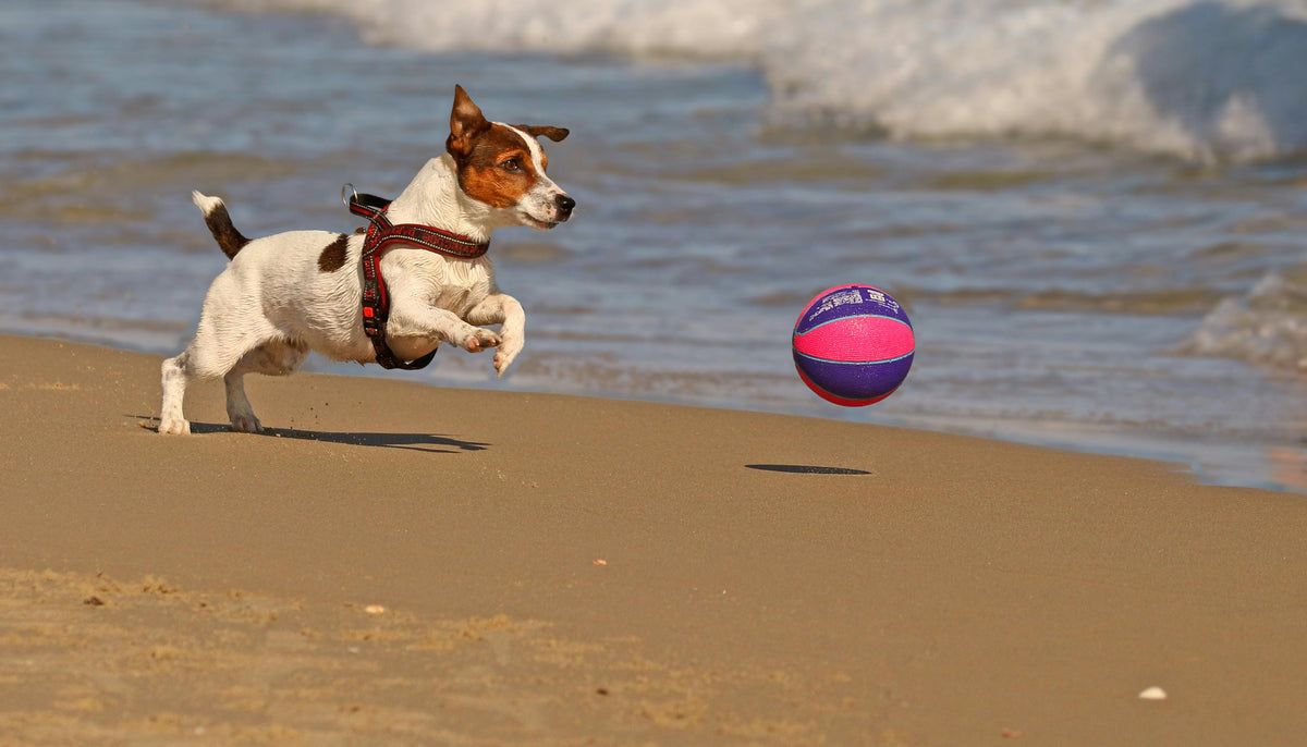 Chien joyeux