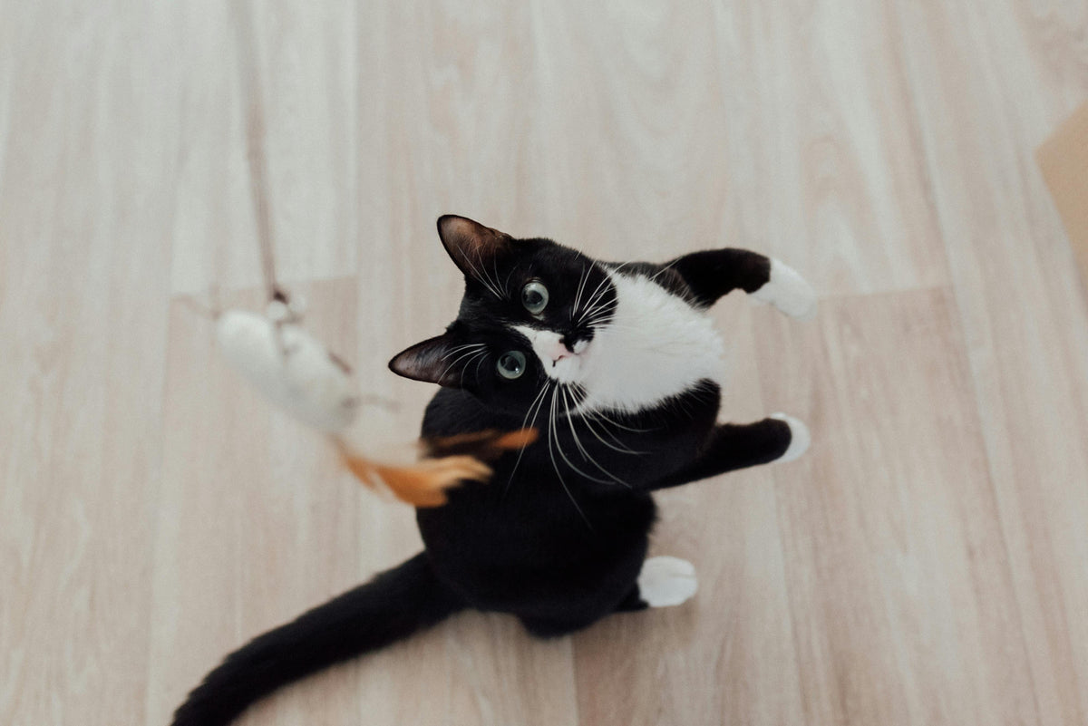 Chat