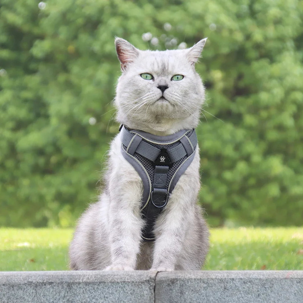 Ensemble harnais et laisse anti-fugue réfléchissant pour chat et petit chien