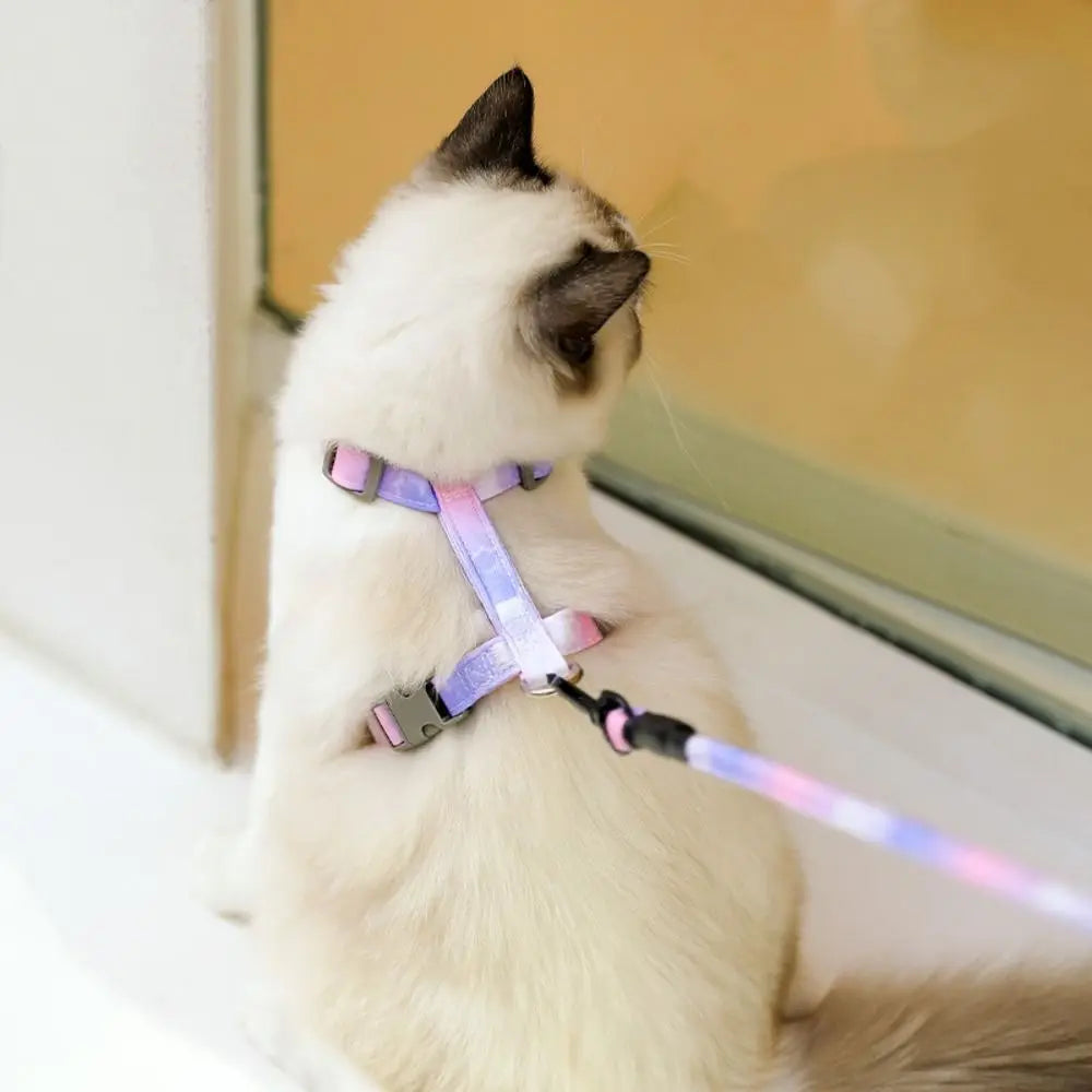 Ensemble harnais et laisse anti-fugue dégradé pour chat