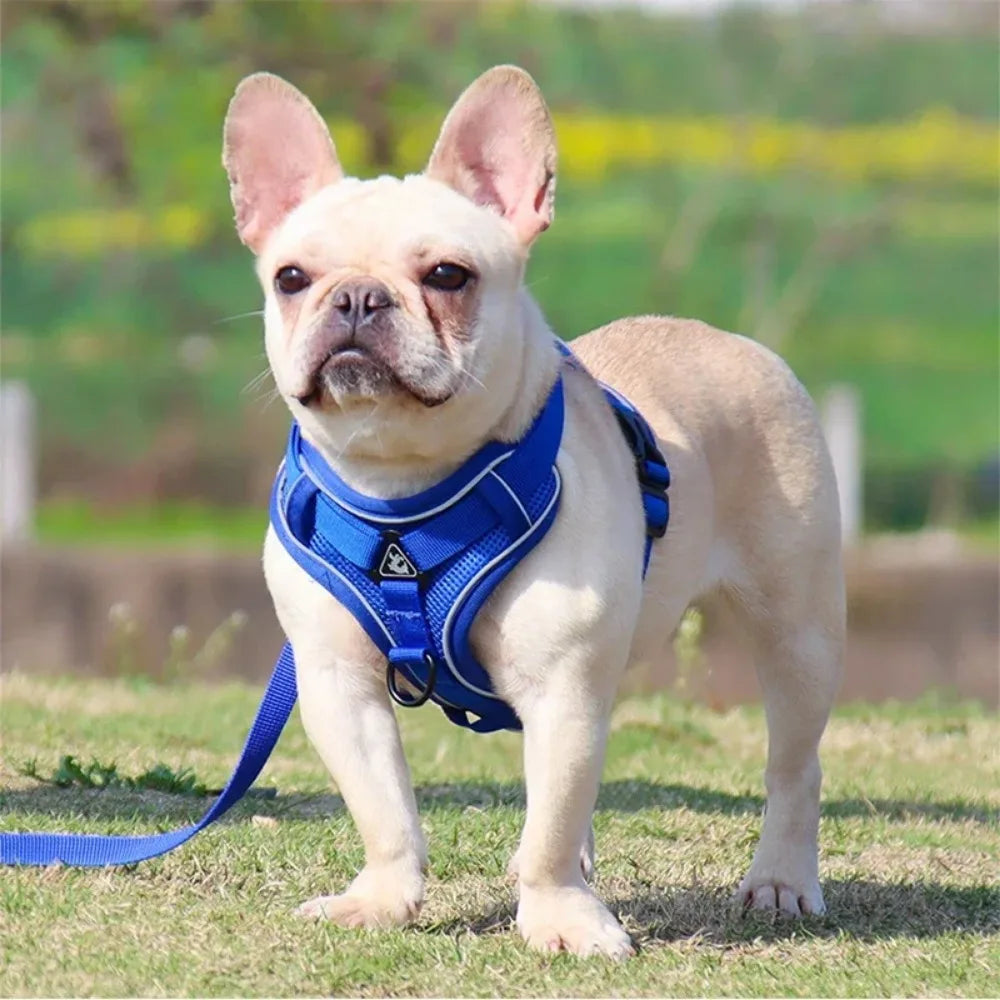 Ensemble harnais et laisse anti-traction réfléchissant pour petit chien et chat