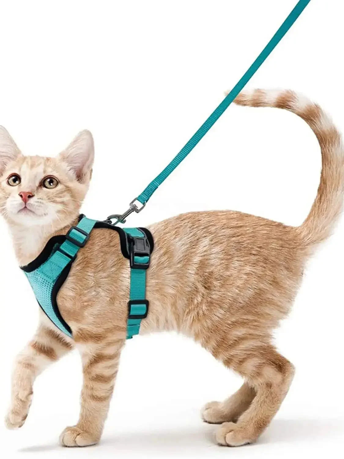 Harnais et laisse anti-fugue ajustable pour chat — contrôle facile