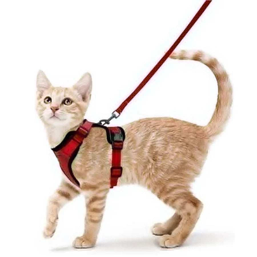 Harnais et laisse anti-fugue ajustable pour chat — contrôle facile