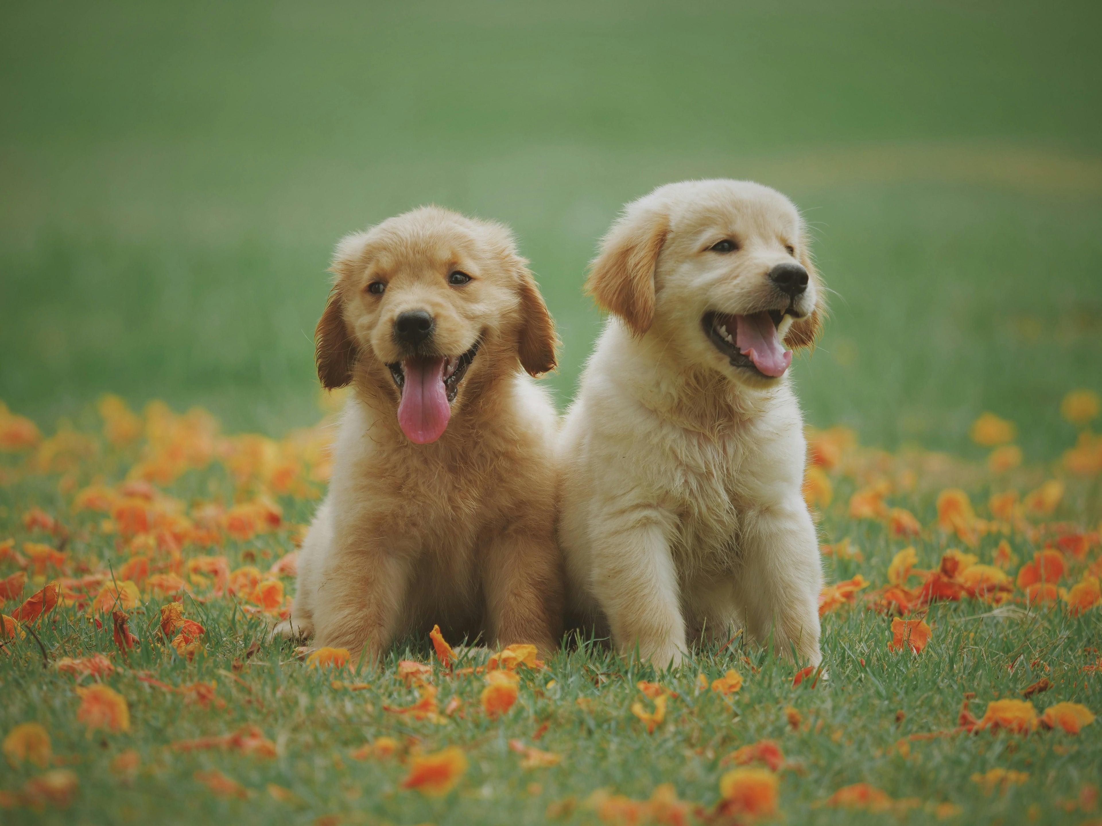 Chien et chat heureux - NivShop